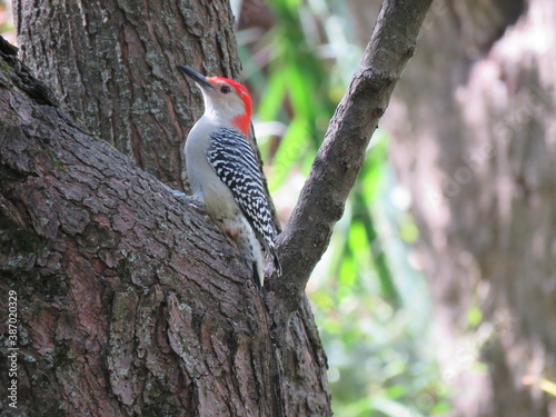 woodpecker on a tree