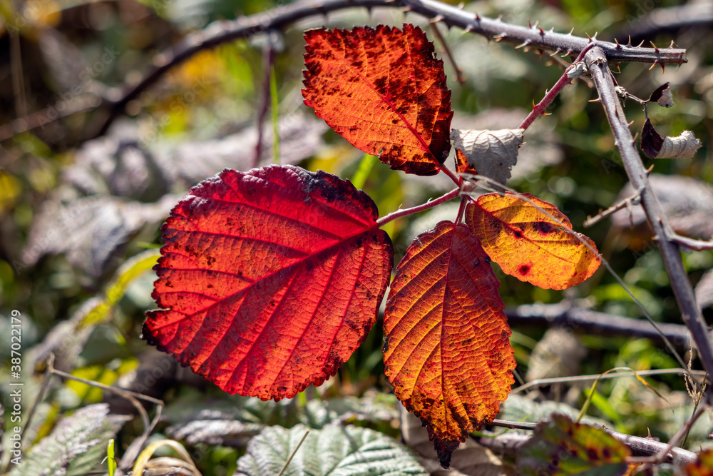 Close up of some Blackberry leaves fallen to the ground sunlit in the autumn sunshine Close up of some Blackberry leaves fallen to the ground sunlit in the autumn sunshine