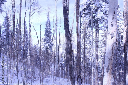 winter forest © Alexandra