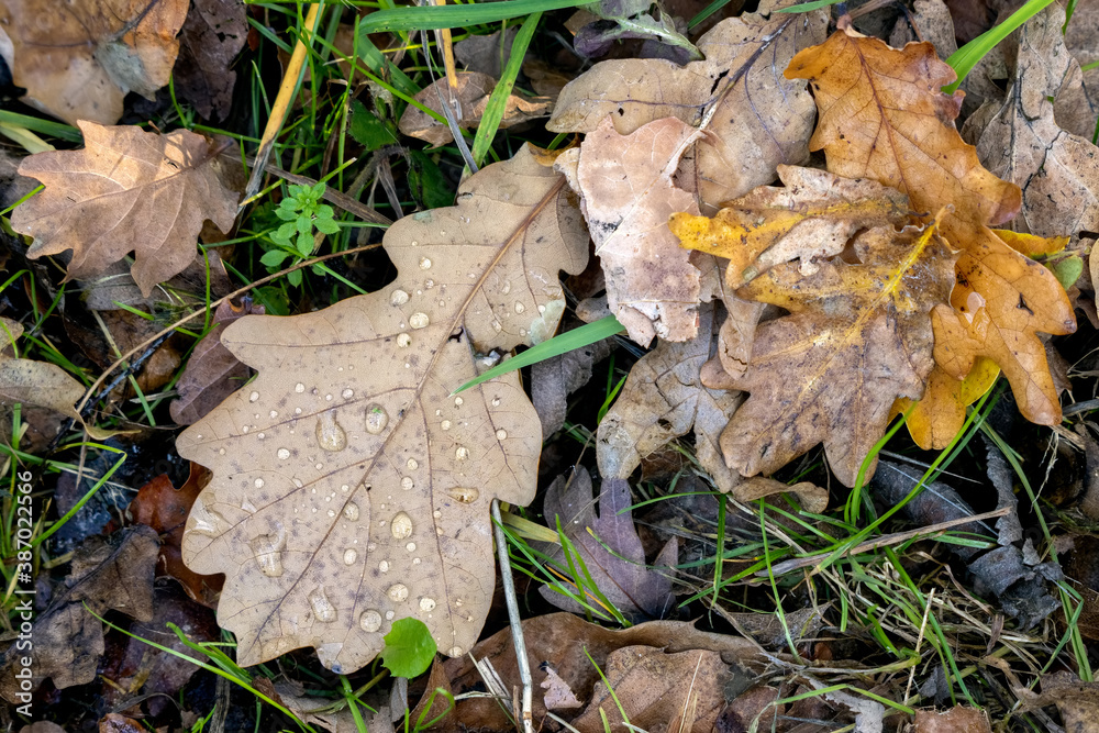 Fallen Oak leaves on the ground in autumn Fallen Oak leaves on the ground in autumn