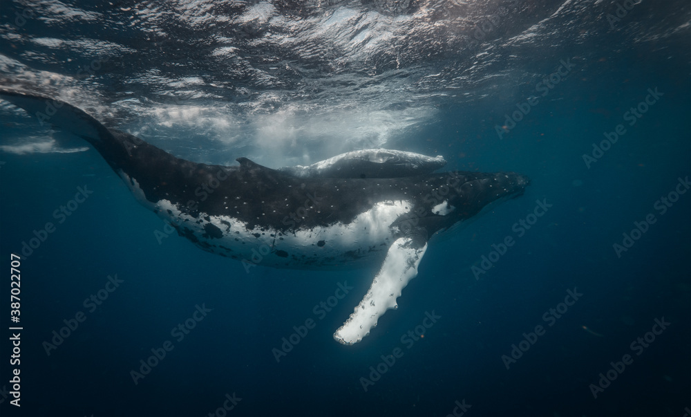 Naklejka premium Whales family mother and calf underwater near water surface in blue sea.