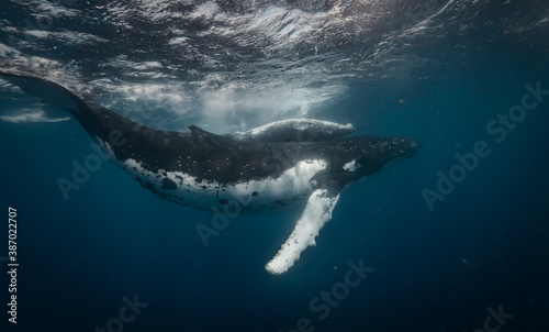 Whales family mother and calf underwater near water surface in blue sea.