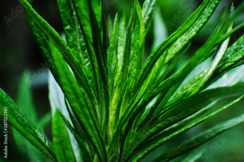 A plant with long and thin green leaves. blurred background. close-up