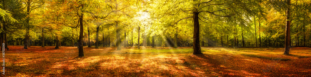 Autumn forest panorama in sunlight - obrazy, fototapety, plakaty 