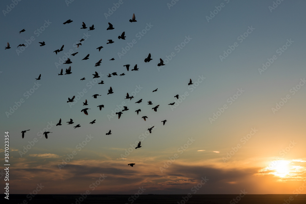 A flock of doves are flying in the sky against the backdrop of a dramatic sunset.