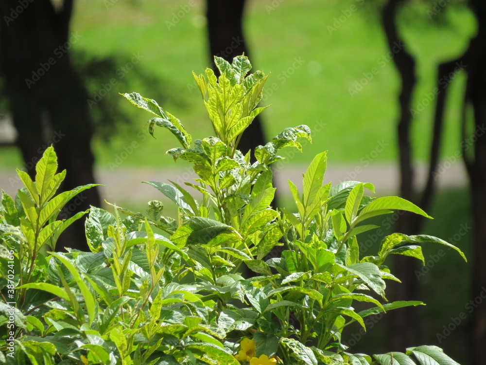 Plantas bajo el sol