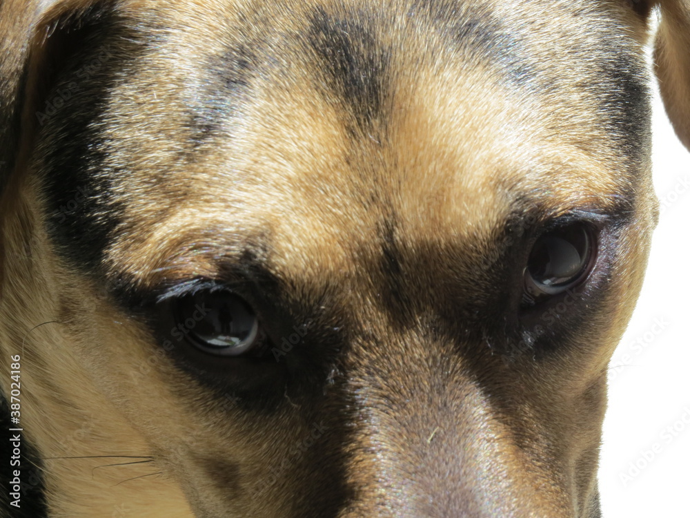 Mirada canina