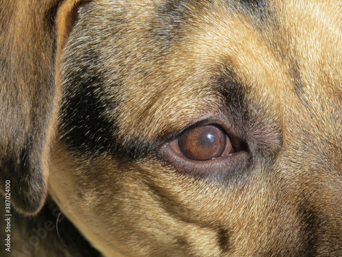 Obraz na płótnie Ojito de perro w salonie