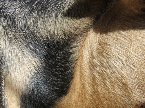 Pelo de perro