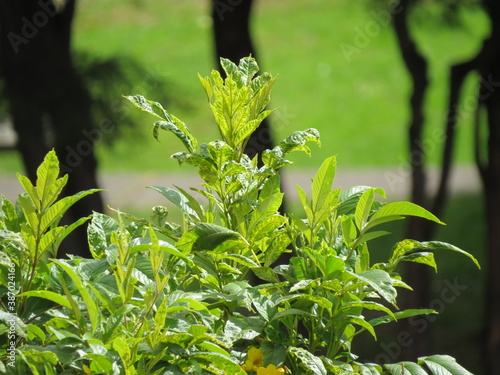 Obraz na płótnie Plantas bajo el sol w salonie