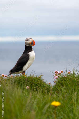 Puffins on the Latrabjarg cliffs, a promontory and the westernmost point in Iceland. Home to millions of puffins, gannets, guillemots and razorbills. West Fjords, Beautiful Iceland