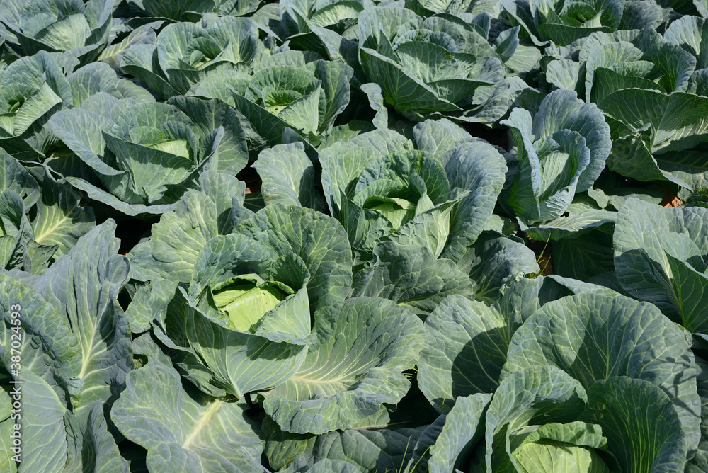 Fresh white cabbage in the field grows with green leaves in the sun Fresh white cabbage in the field grows with green leaves in the sun