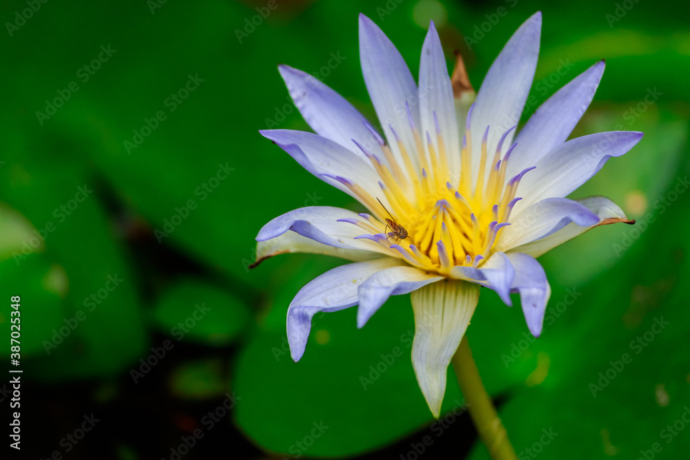 purple water lily in aguacha pond in botanical garden purple water lily in aguacha pond in botanical garden