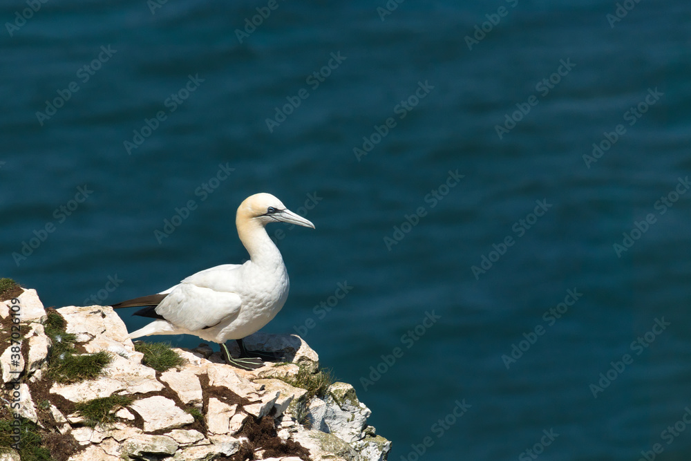 Gannet on the rocks