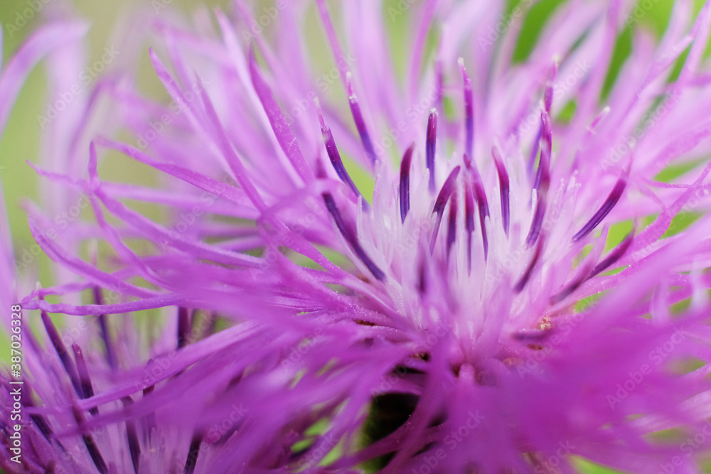 Purple-pink flowers of large cornflower. close-up Purple-pink flowers of large cornflower. close-up