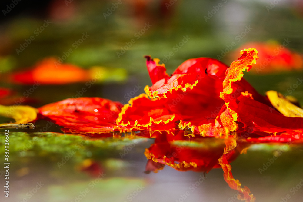 orange flower petals over puddle of water orange flower petals over puddle of water