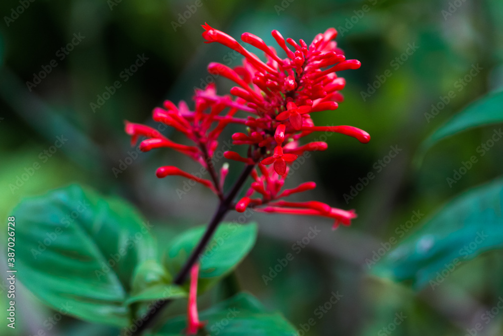 beautiful red flower with green background in botanical park. beautiful red flower with green background in botanical park.
