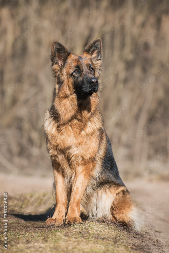 Long-haired German shepherd breed dog sitting outdoors