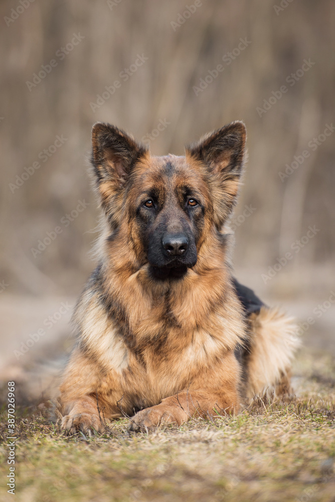 German shepherd dog lying in the yard German shepherd dog lying in the yard