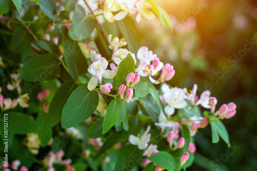 Bright white and pink decorative Japanese Honeysuckle (Lonicera caprifolium) flowers blossom in spring in the garden with green leaves background.