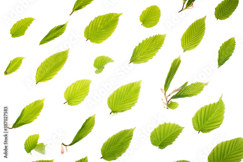 Young fresh green leaves against a white background. Spring seasonal background.