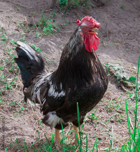 a rooster with an open beak stands on the ground