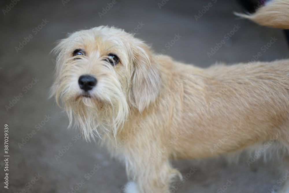 white dog white dog
