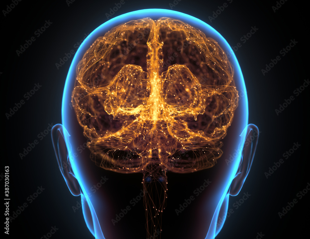 Human Brain Neural Network Cerebral Cortex - obrazy, fototapety, plakaty 