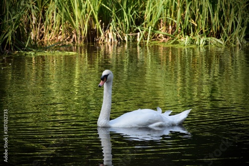 Mute swan on the lake in Coombe Abbey, Coventry, England, UK