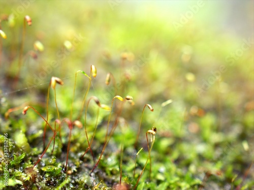 Closeup macro moss forest plant with water drops blurred background ,green grass	