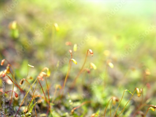 Fototapeta Naklejka Na Ścianę i Meble -  Closeup macro moss forest plant with water drops blurred background ,green grass	
