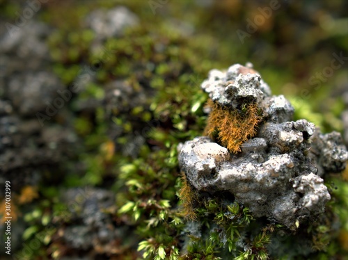 Closeup green moss on the bark of tree in forest for blurred background ,macro image ,soft focus for card design ,nature in spring time 