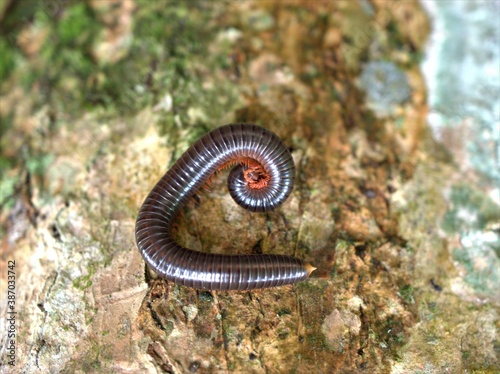 Closeup macro Spirostreptus wildlife ,Archispir ,ostreptus gigas ,Julidae animal on floor ,a worm on the ground ,close up of a worm photo