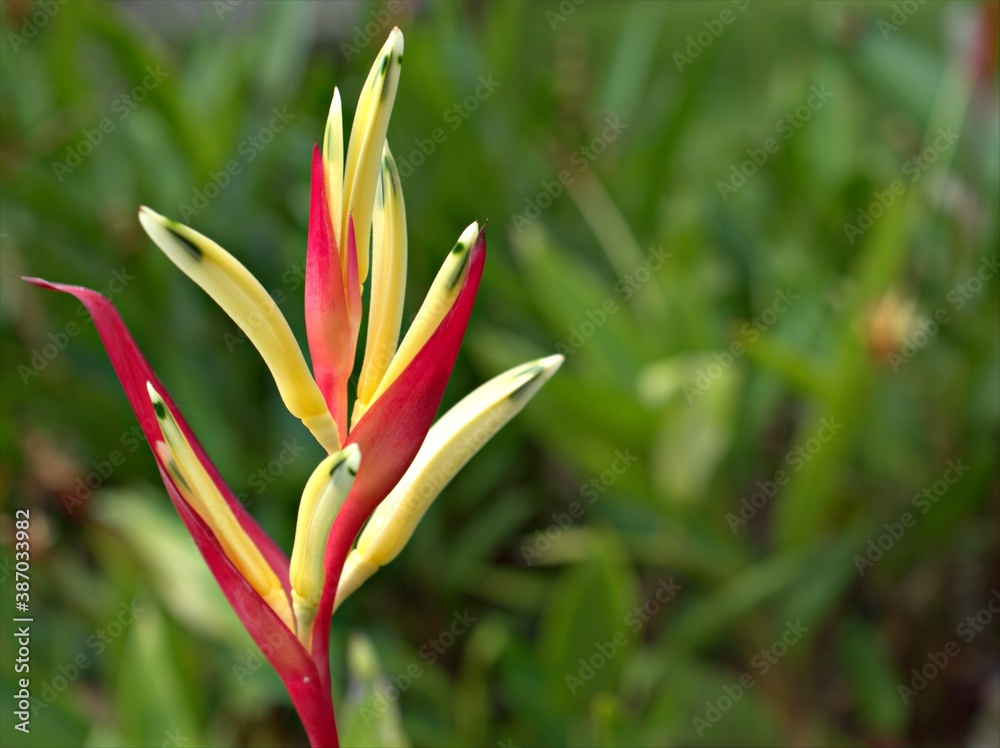 Closeuo red yellow Heliconia psittacorum flower in garden with blurred background ,macro image ,sweet color for card design Closeuo red yellow Heliconia psittacorum flower in garden with blurred background ,macro image ,sweet color for card design