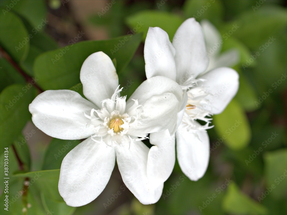 Fototapeta premium Closeup white jasmin Wrightia antidysenterica flower plants in garden with green blurred background 