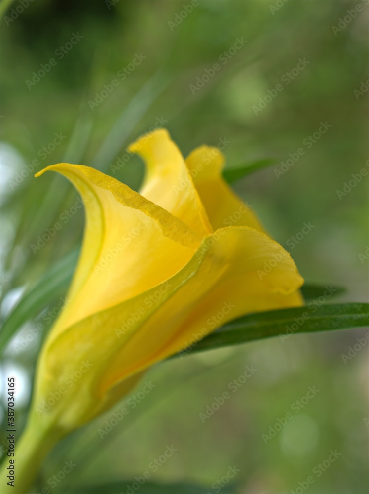 Obraz premium Closeup yellow petals of Cascabela thevetia plants in garden with blurred background , macro image , soft focus for card design ,yellow rose in the garden