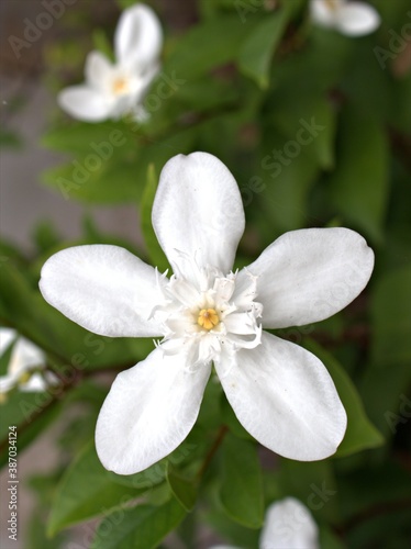 Fototapeta Naklejka Na Ścianę i Meble -  Closeup white jasmin Wrightia antidysenterica flower plants in garden with green blurred background