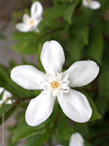 Closeup white jasmin Wrightia antidysenterica flower plants in garden with green blurred background
