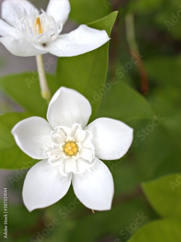 Fototapeta Naklejka Na Ścianę i Meble -  Closeup white jasmin Wrightia antidysenterica flower plants in garden with green blurred background	