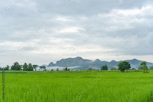 Phuphaman district mountain landscape with front green ricefield background photo