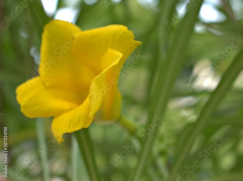 Closeup yellow petals of Cascabela thevetia plants in garden with blurred background , macro image , soft focus for card design ,yellow rose in the garden photo