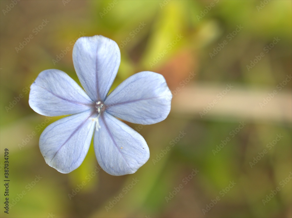 Closeup blue Plumbago auriculata flower in garden with blurred background ,macro image , soft focus for card design Closeup blue Plumbago auriculata flower in garden with blurred background ,macro image , soft focus for card design
