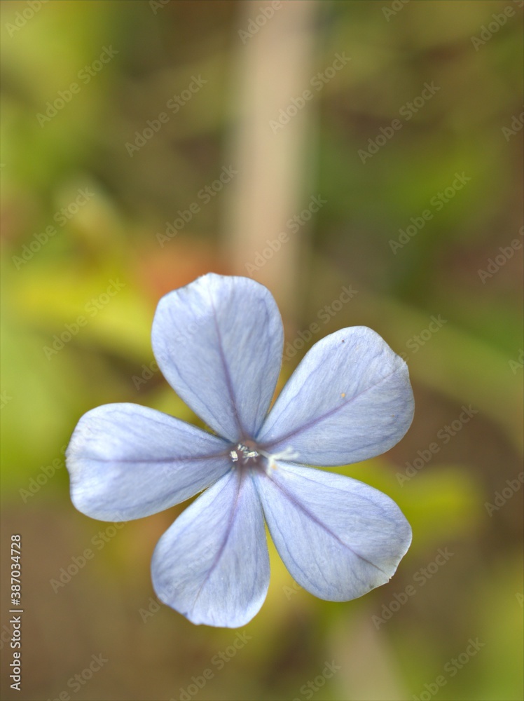 Closeup blue Plumbago auriculata flower in garden with blurred background ,macro image , soft focus for card design Closeup blue Plumbago auriculata flower in garden with blurred background ,macro image , soft focus for card design