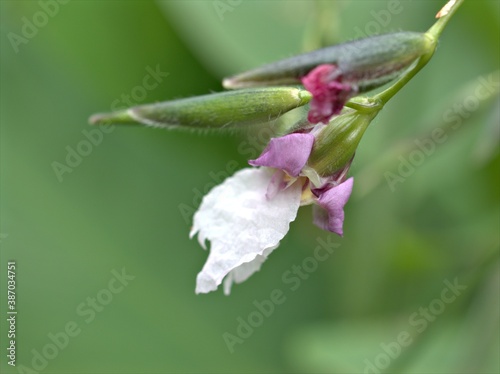 Closeup white Thalia genicalata flower plants in garden with blurred background and bokeh light ,macro image ,soft focus for card design
