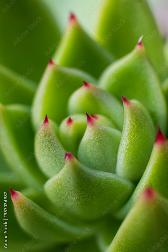 Succulent cactus petals up close Succulent cactus petals up close