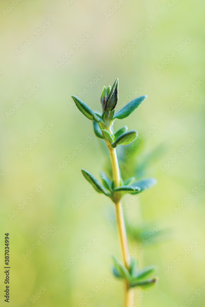 Thyme leaves in the garden Thyme leaves in the garden