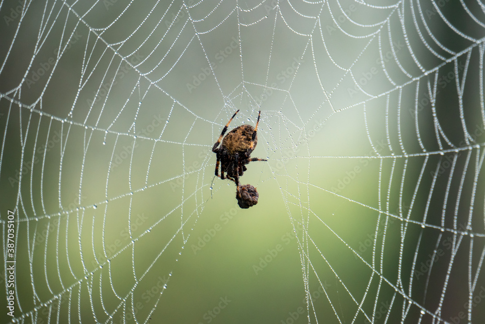 Spotted orb-weaver spider on web with prey Spotted orb-weaver spider on web with prey