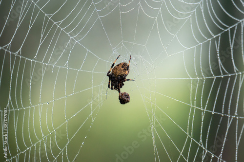 Spotted orb-weaver spider on web with prey