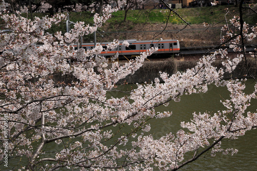 桜とJR総武線電車