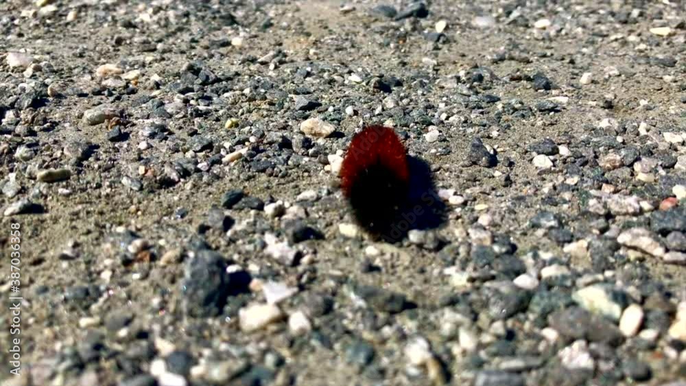 Wooly bear caterpillar slows crawls toward camera lens on gravel road Wooly bear caterpillar slows crawls toward camera lens on gravel road
